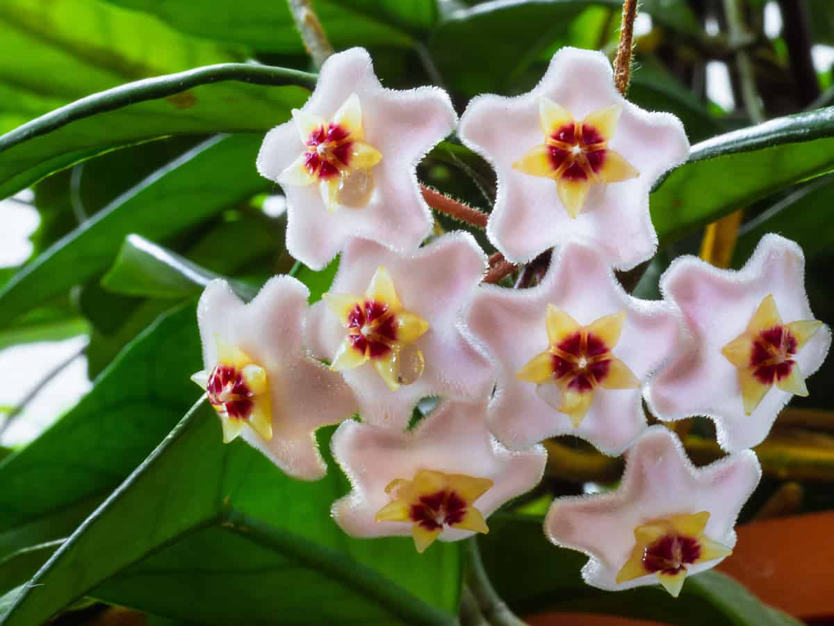 wax plant is also known as the hoya