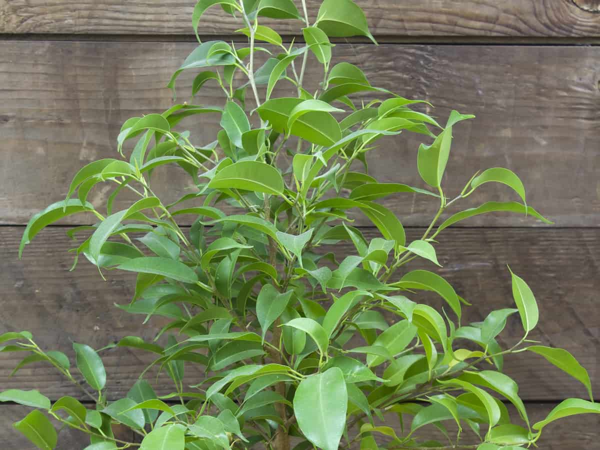 weeping fig is an attractive indoor tree