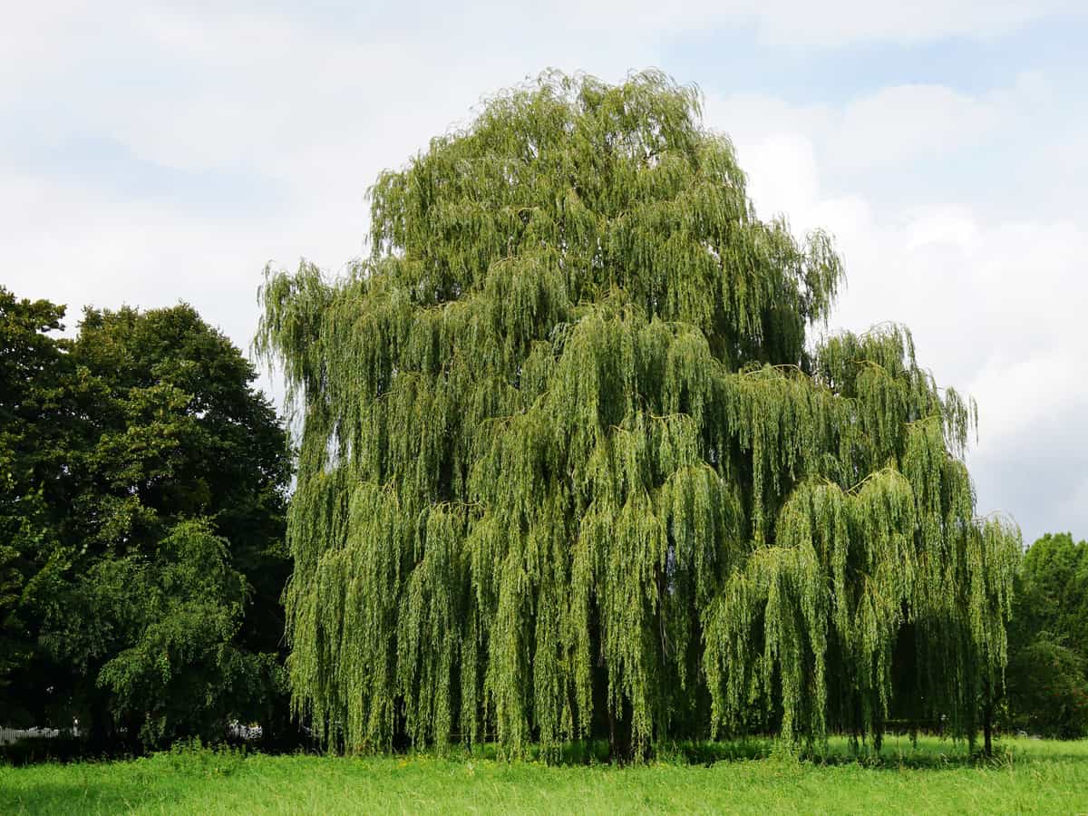 the weeping willow grows extremely quickly