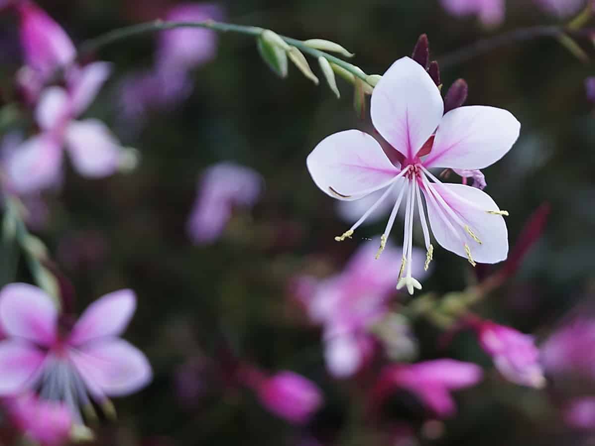 whirling butterflies is a perennial that enjoys full sun