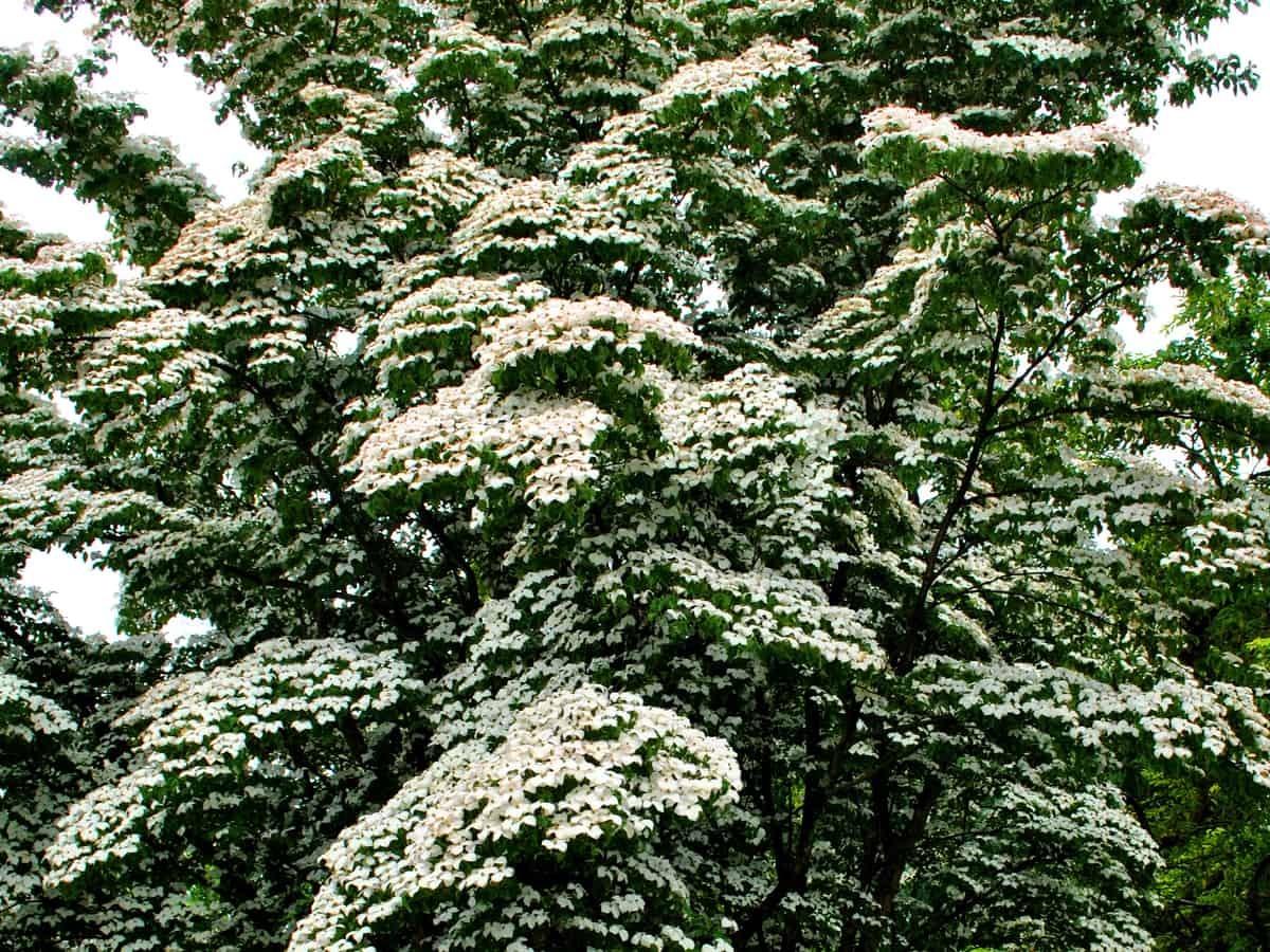 white Kousa dogwood flowering tree has red berries