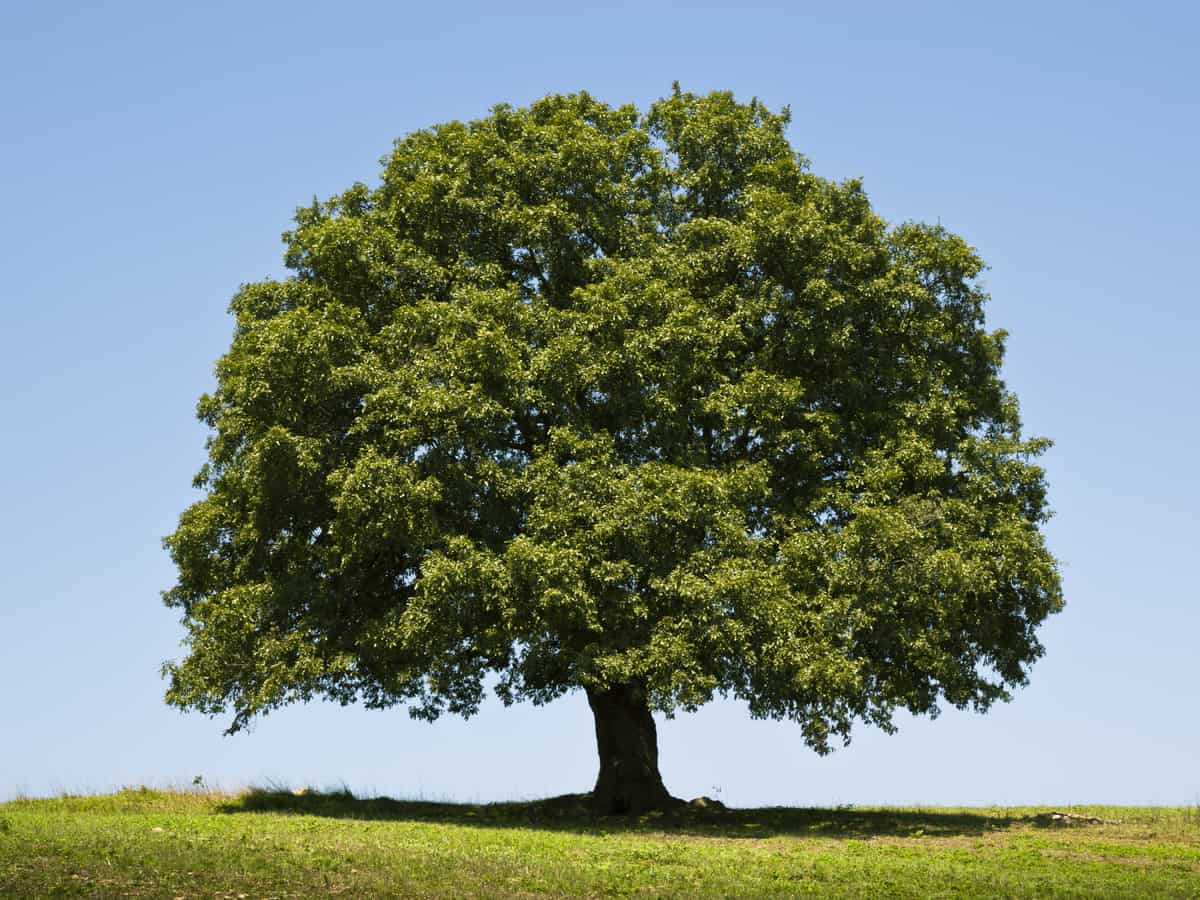 the white oak has the potential for massive growth