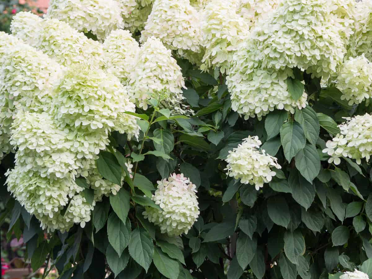 the white panicle hydrangea is a pretty privacy bush