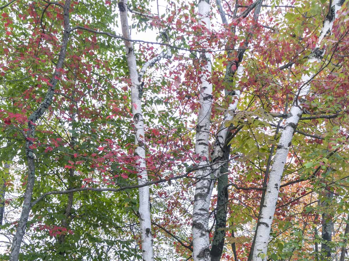 white paper birch offers shade and flowers