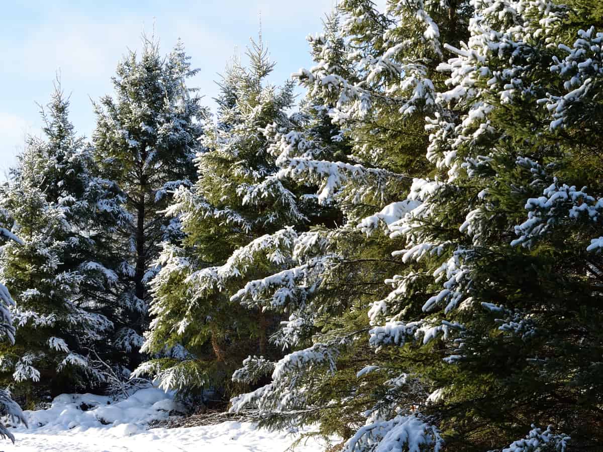 the blue-green color of the white spruce makes it a popular choice for a landscape