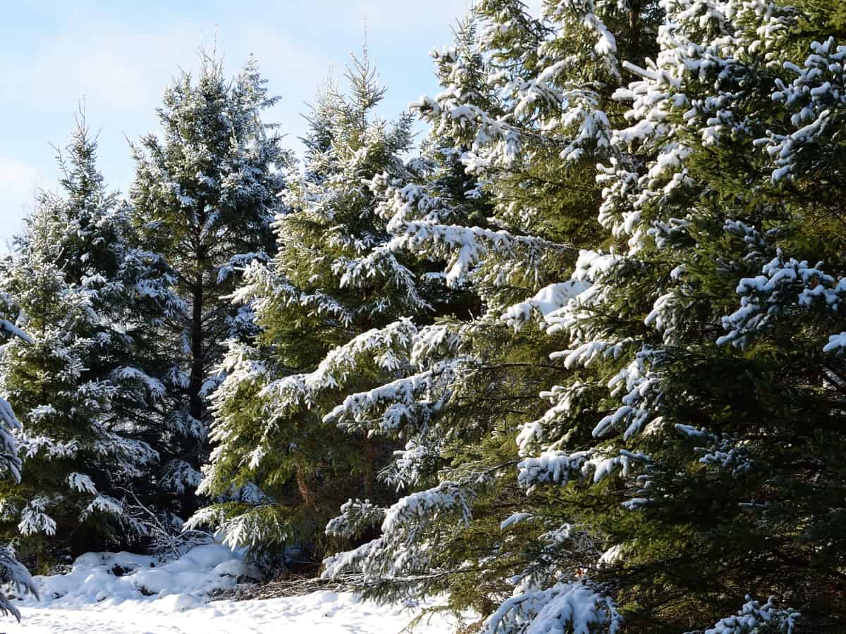 the blue-green color of the white spruce makes it a popular choice for a landscape