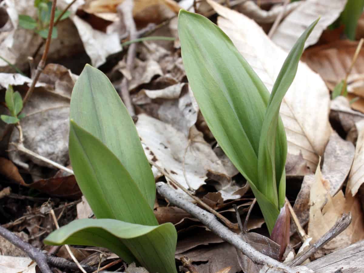 eat like a king with wild leeks