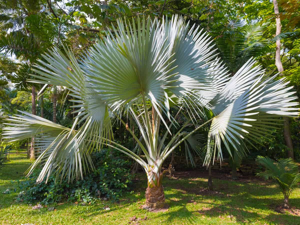 windmill palm adds interest and shade