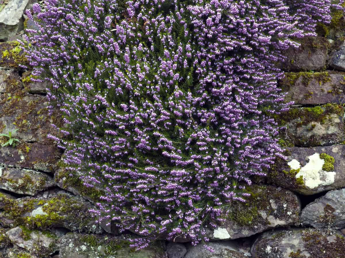 winter heath is a type of heather