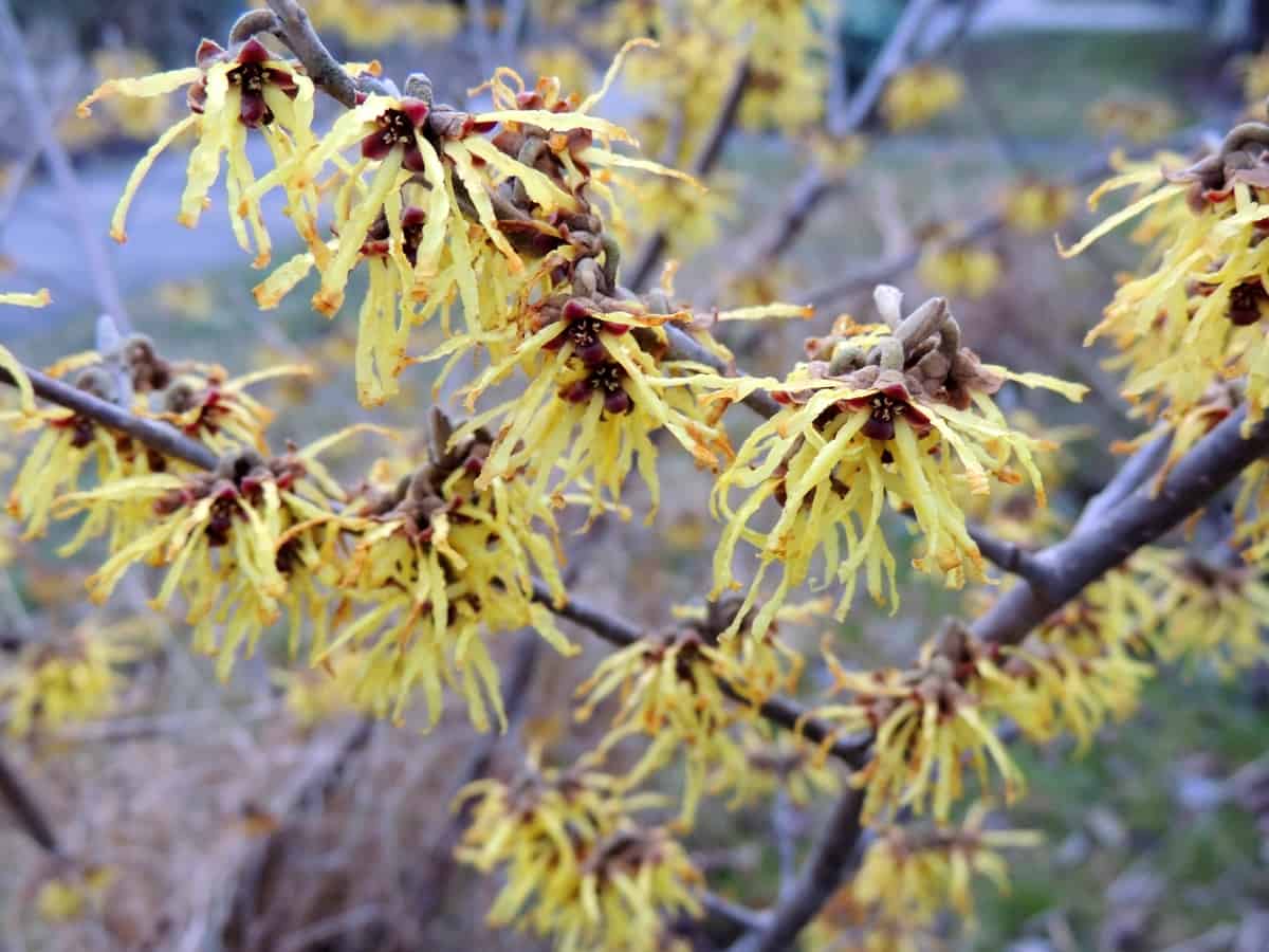 vernal witch hazel is a deciduous shrub with medicinal properties