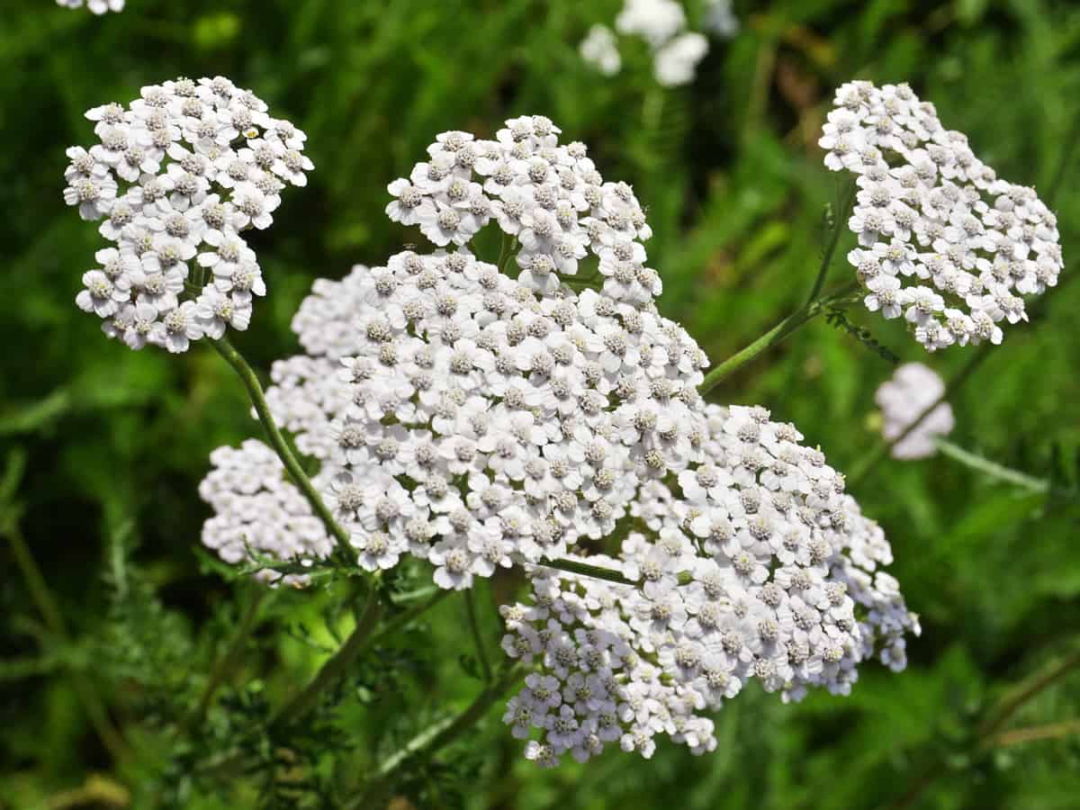 yarrow grows best in full sun