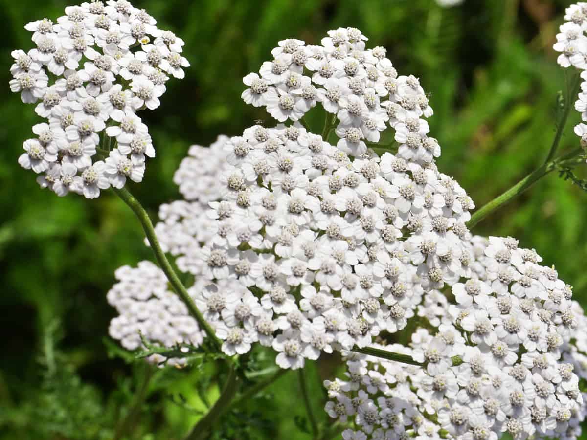 yarrow - a beautiful deer resistant perennial