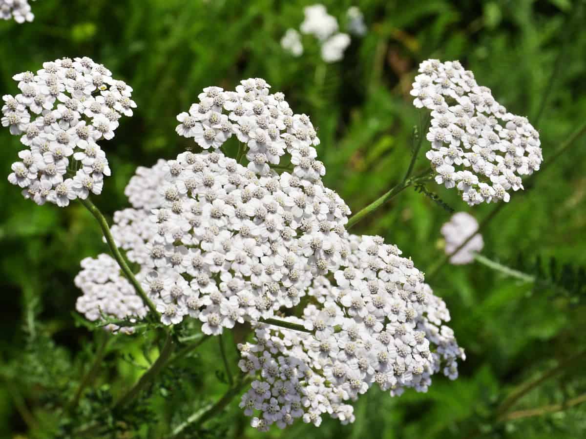 yarrow is a fragrant perennial flower