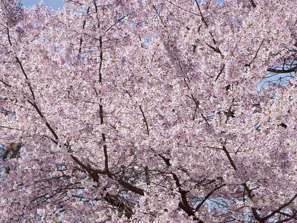 Yoshino cherry tree is a stunning privacy tree