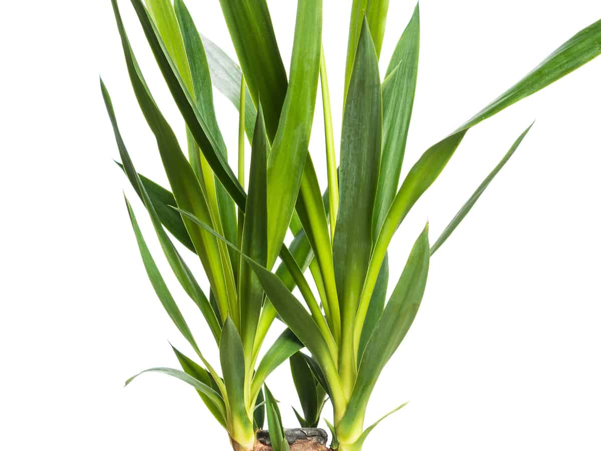 yucca cane has sword-like leaves that won't hurt cats