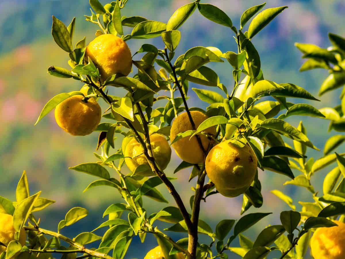 fruits from the Yuzu citrus tree can sub for lemons and limes