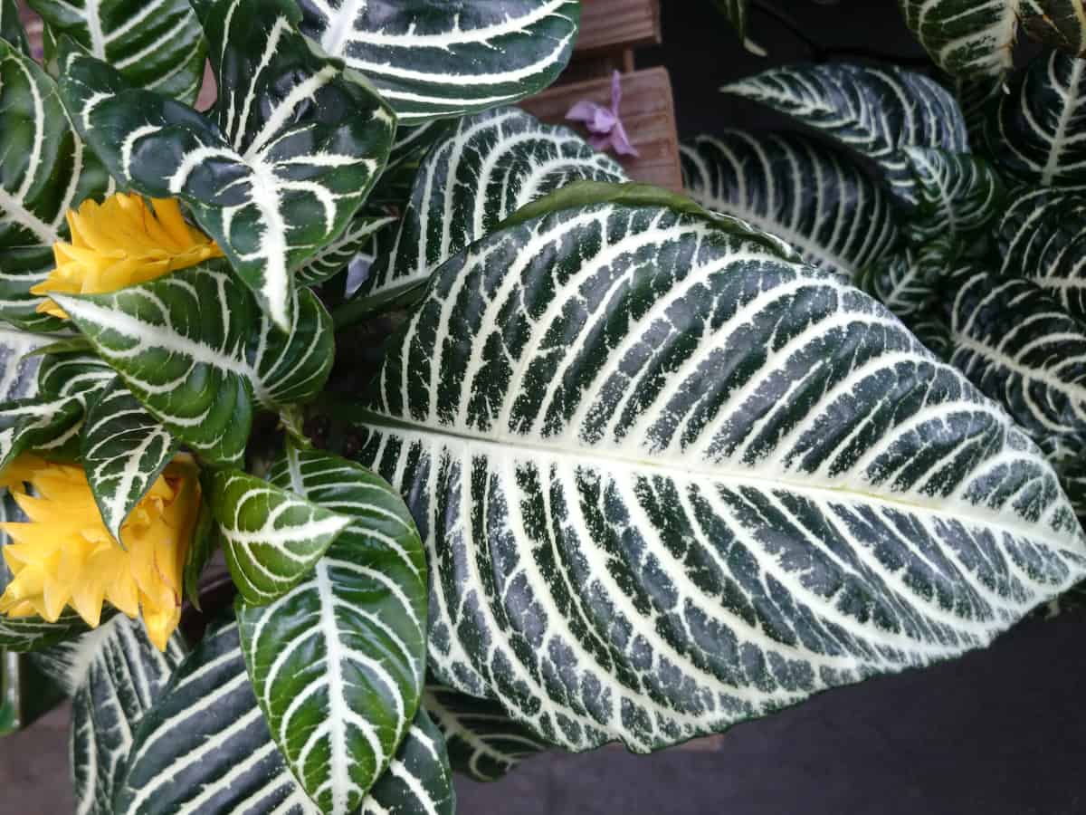 zebra plant has lovely yellow flowers