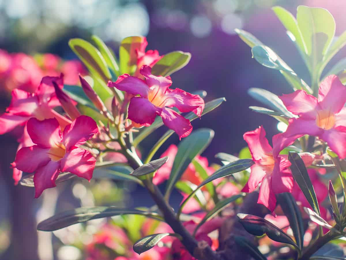 adenium is also known as the desert rose