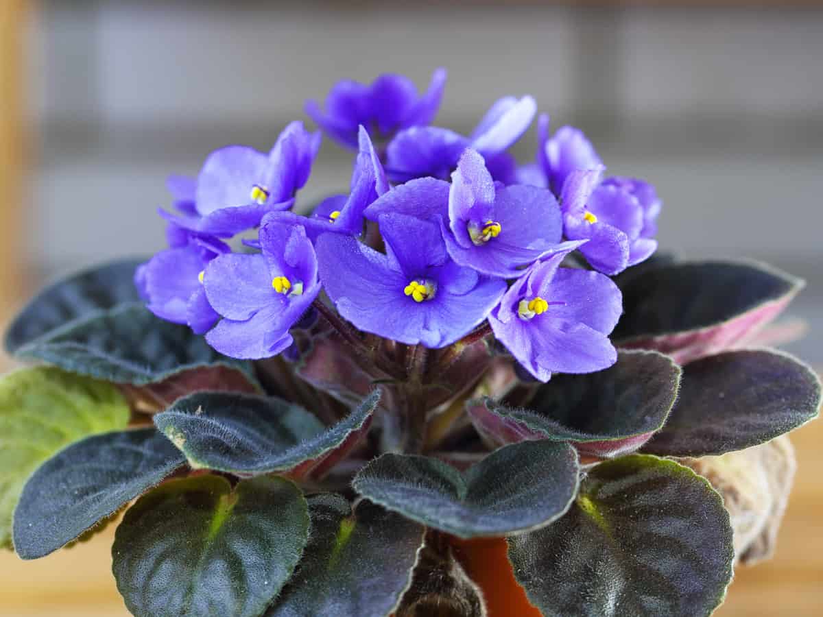 the African violet needs medium light to thrive