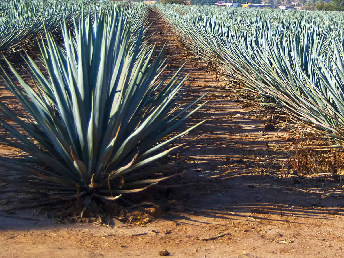 agave is an easy-to-care for drought resistant plant