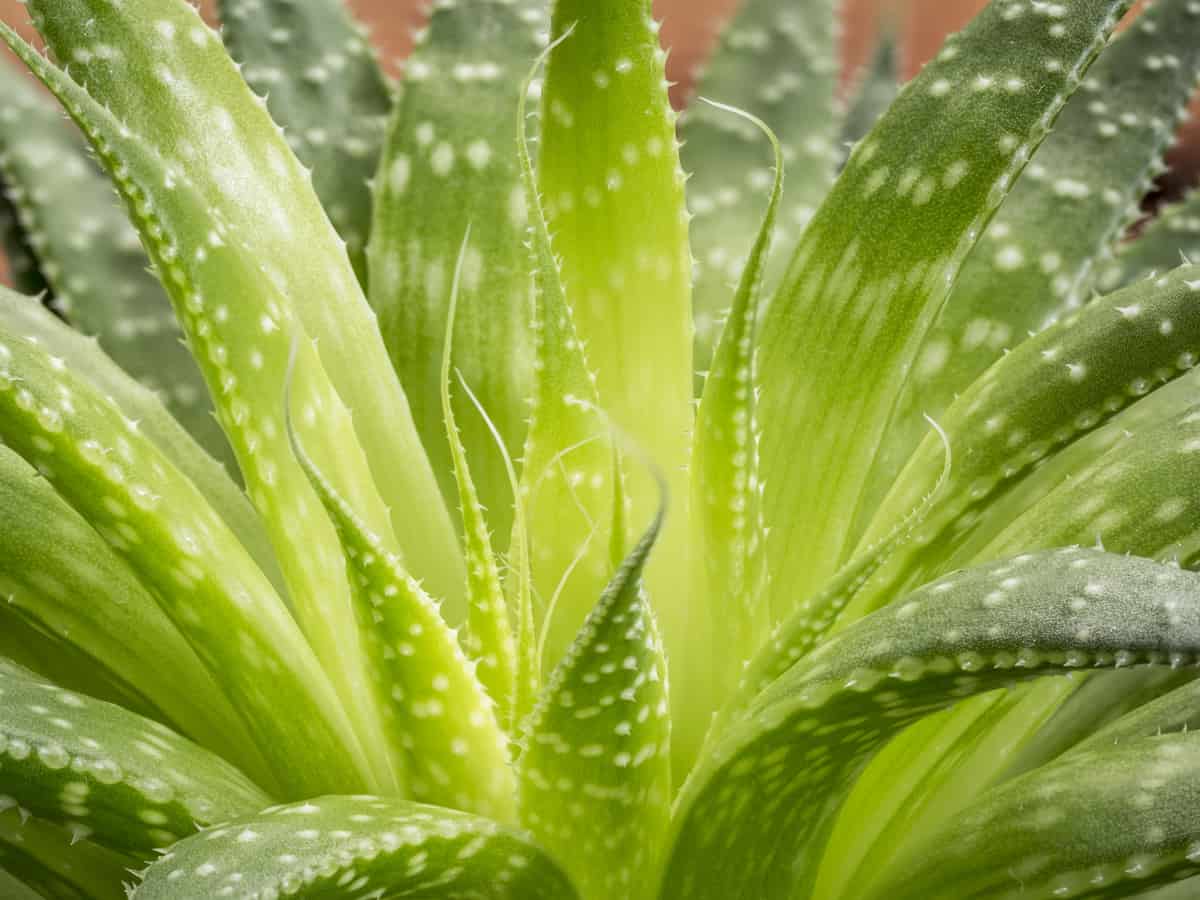 aloe vera is an easy-to-care-for plant for home or office