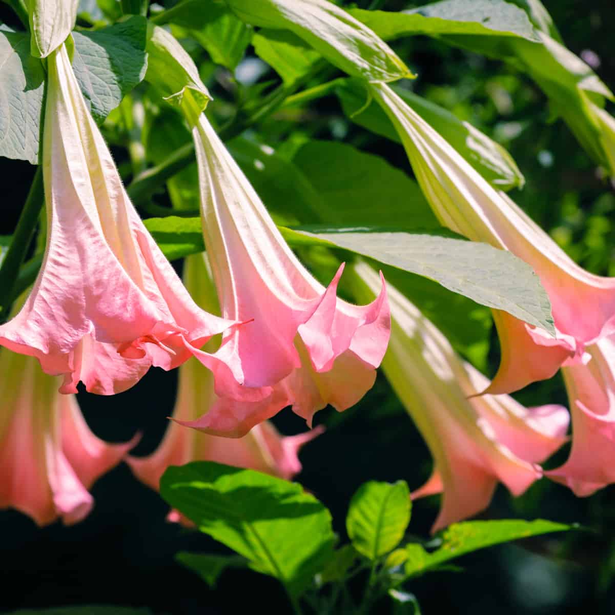 angel's trumpet releases its scent at night
