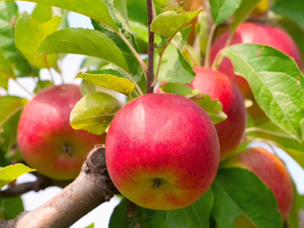 yes, you can grow apples in the house