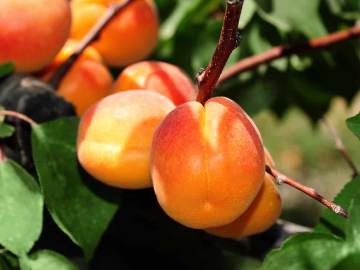 apricots are the perfect indoor fruit tree as many varieties are self-pollinating