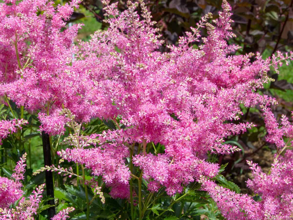 astilbe adds a pop of color to shady areas