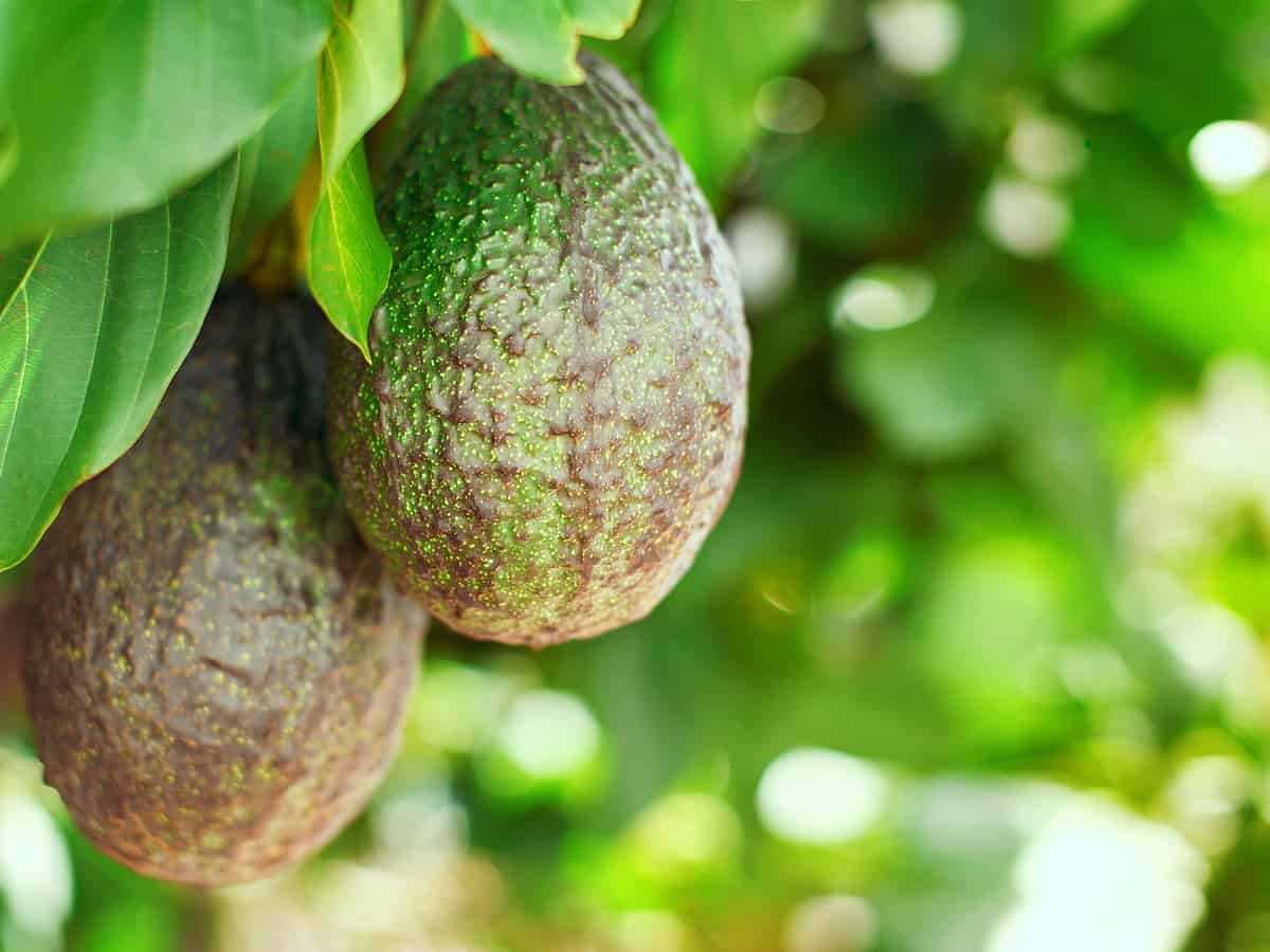 the avocado tree will liven up your home