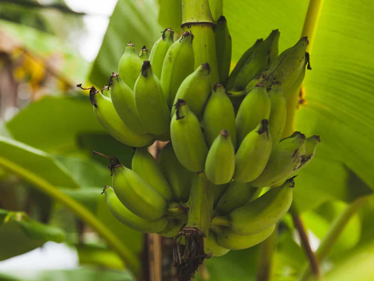 the banana tree needs a large pot for its extensive root system