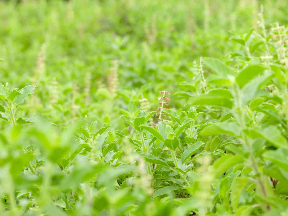 basil is probably the best known perennial herb