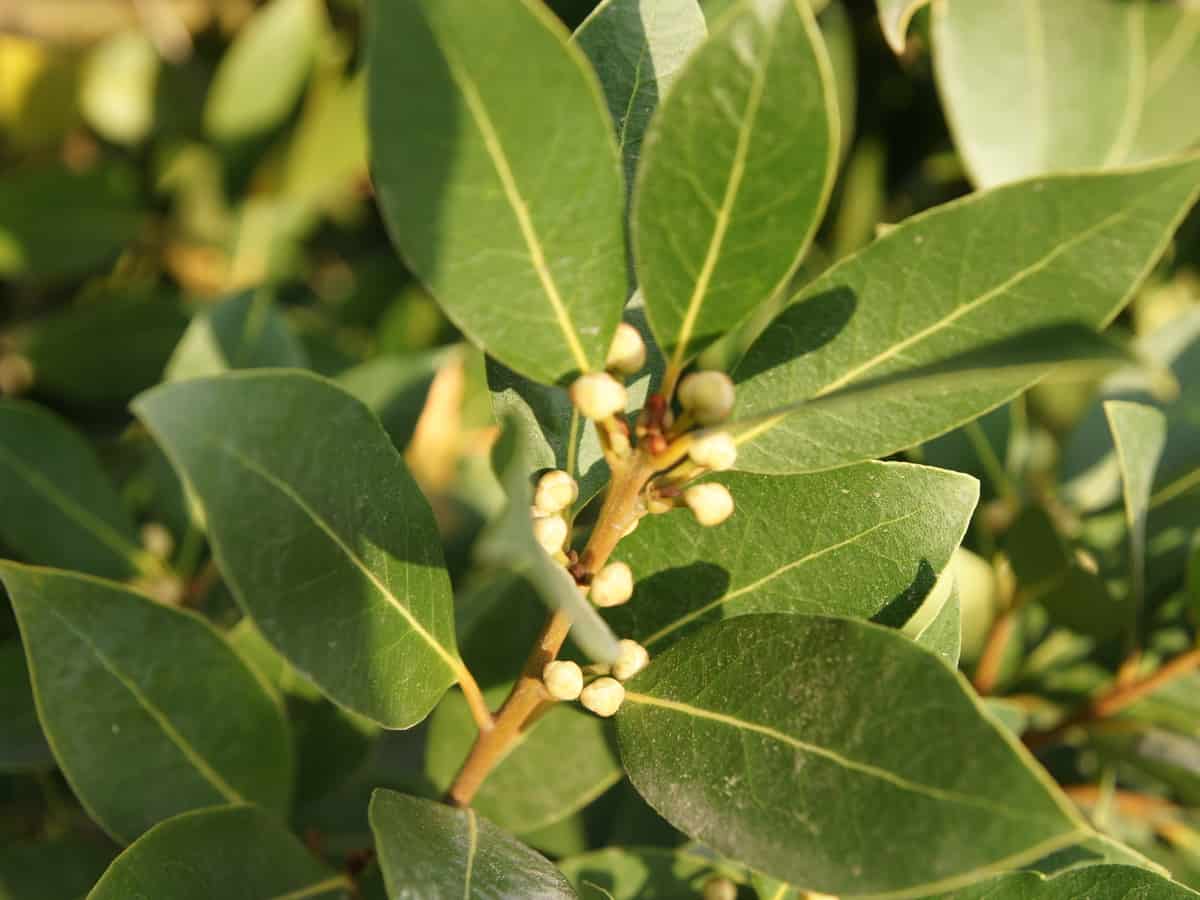 bay laurel can be a tree or grow in a container or garden