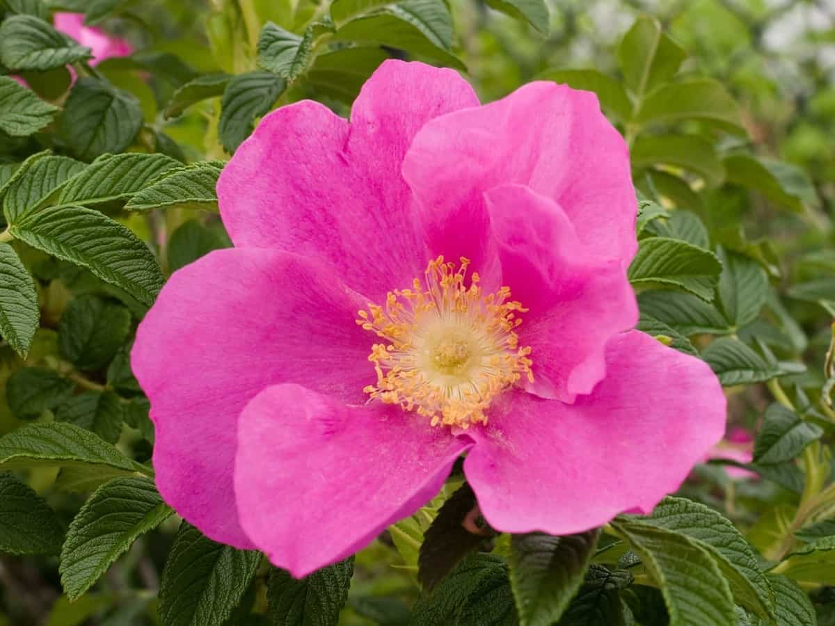 the beach rose will spruce up your coastal garden