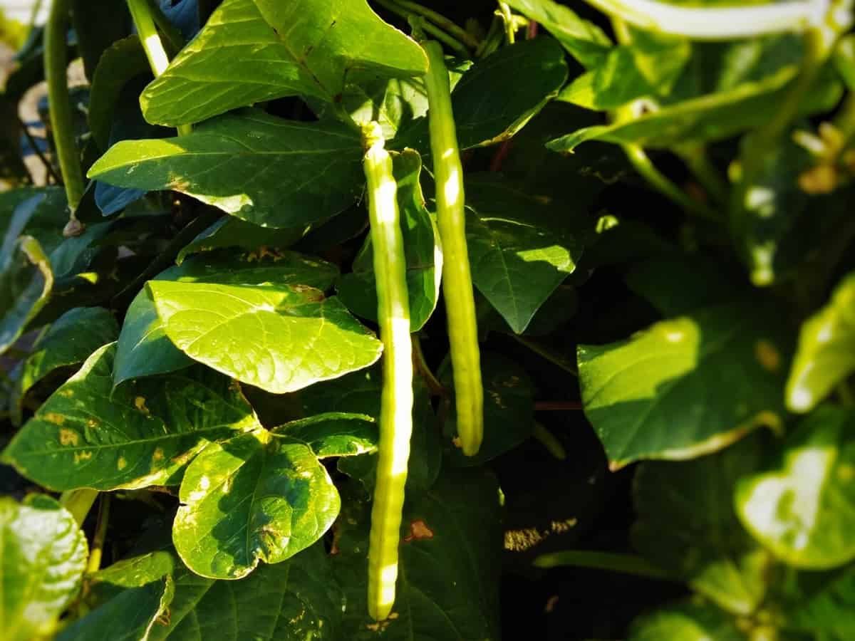 grow bush beans indoors rather than runners for a harvest all year
