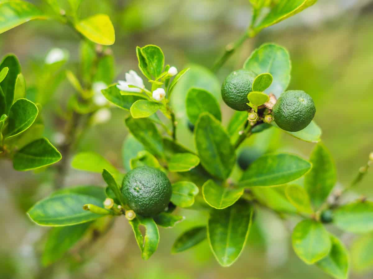 the Bearss lime is a semi-dwarf tree that makes a big impact in the garden