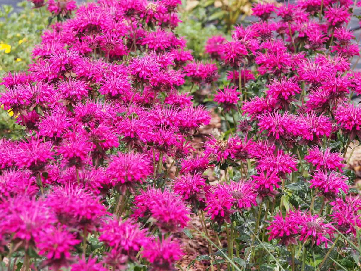 bee balm is a perennial herb that attracts pollinators