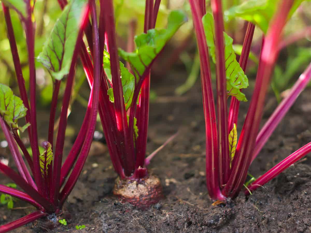 harvest beets year round indoors