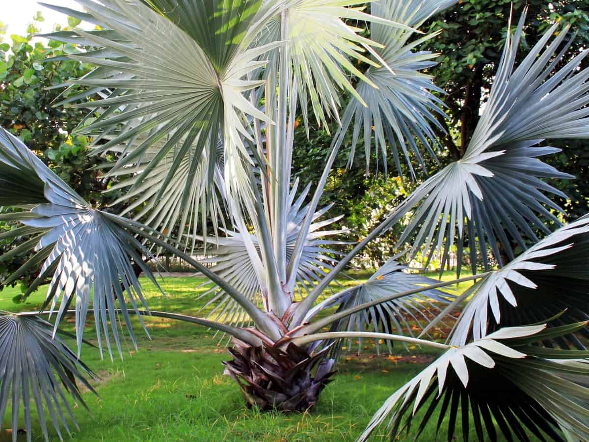 Bismarck palm has attractive blue fan leaves