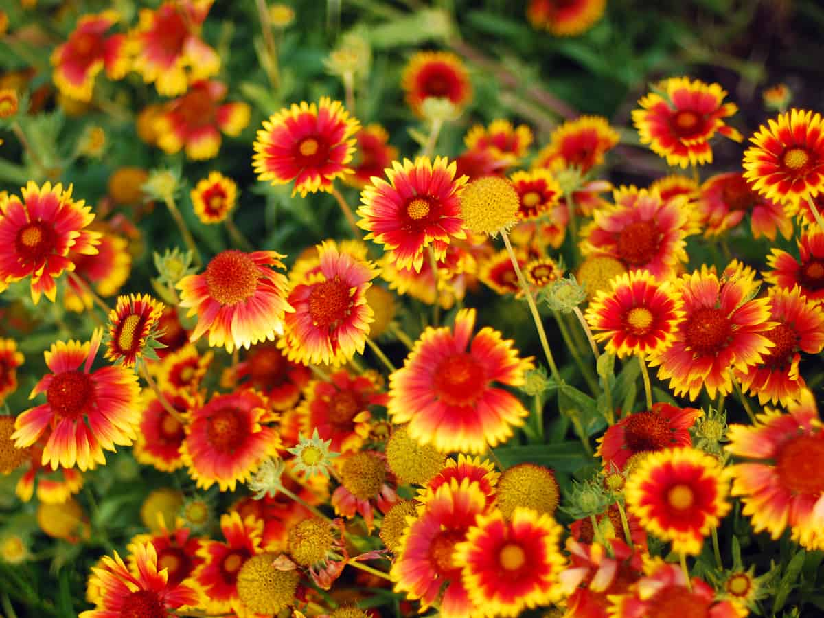 the blanket flower is super easy-to-care for