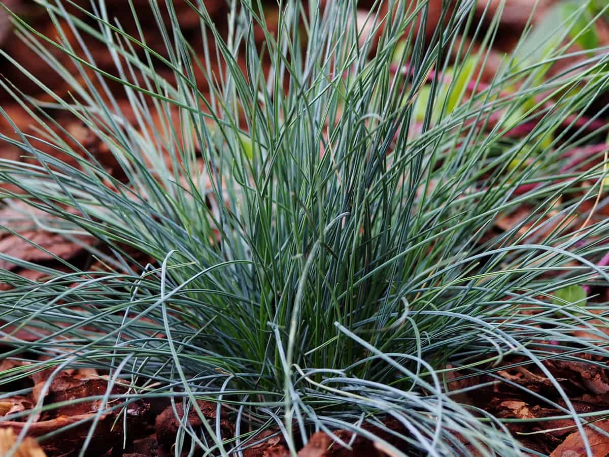 blue fescue is an ornamental grass that is easy to care for