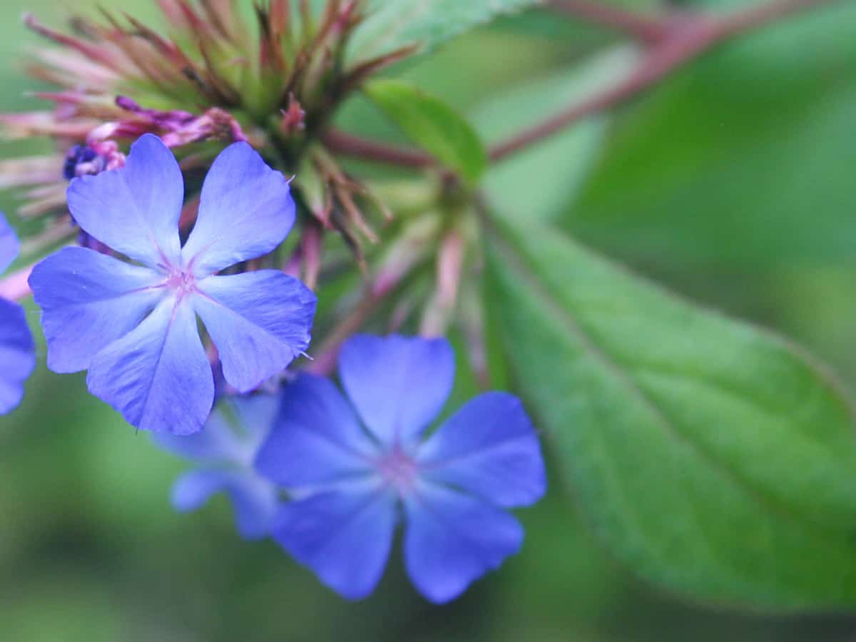 blue leadwood loves the shade and has pretty blue flowers in the fall