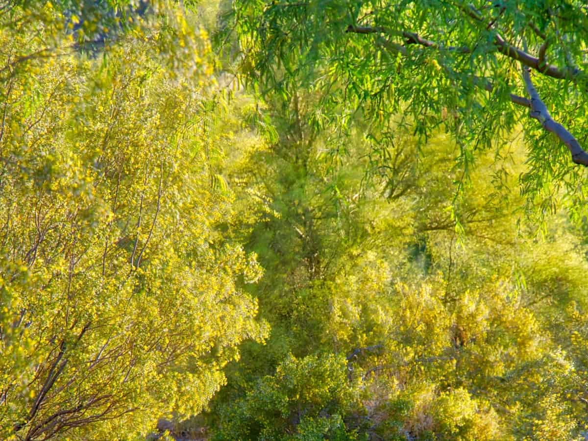 blue palo verde is the perfect desert tree