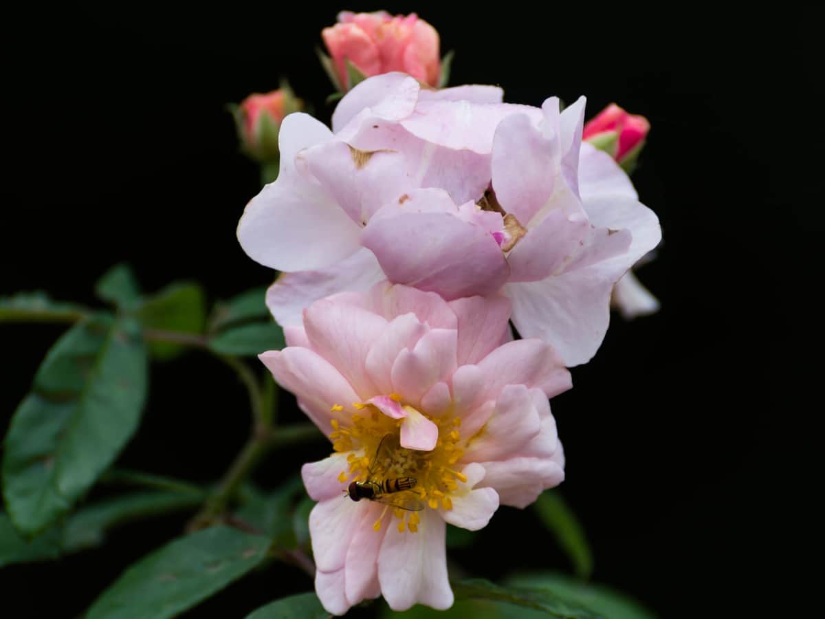 blush roses will spruce up your garden, as they are beautiful and thornless