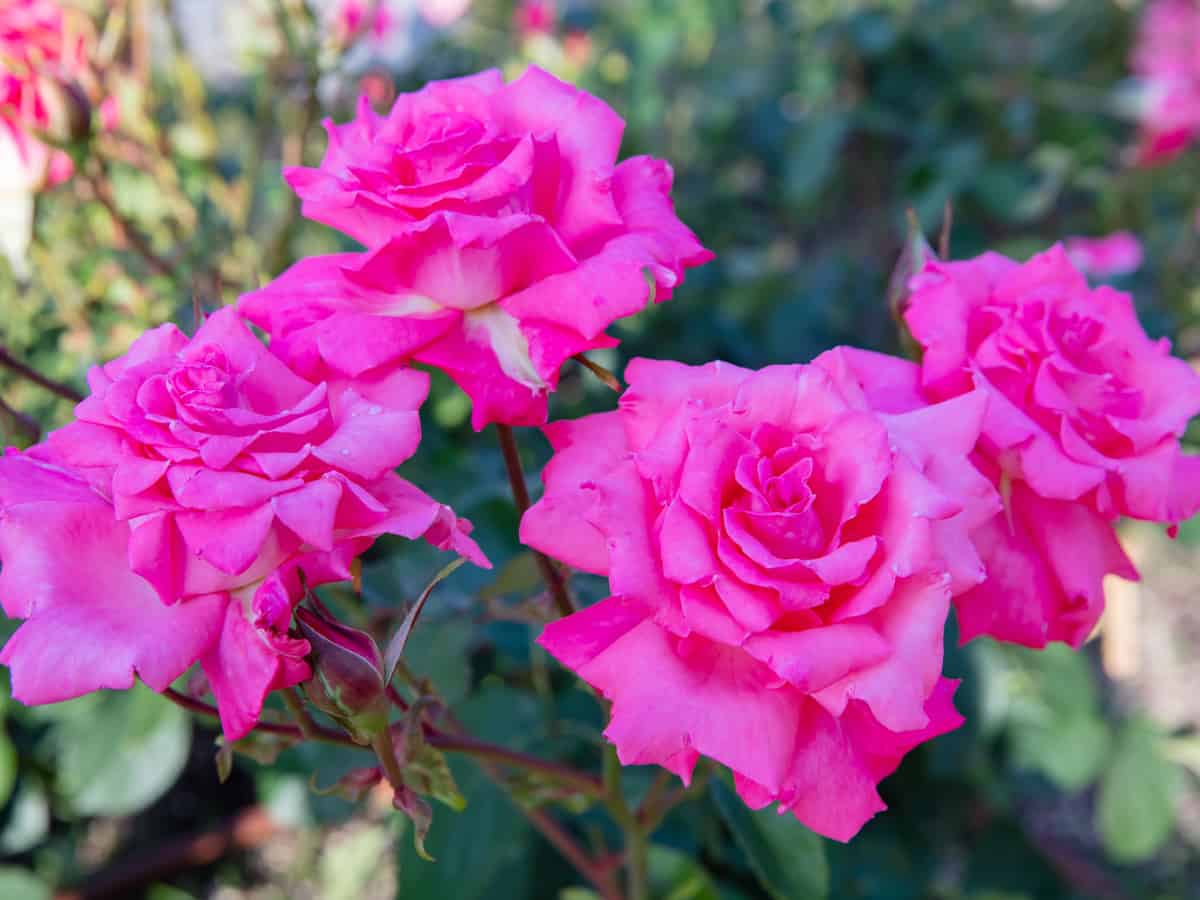 Bonica roses are remarkably disease-resistant