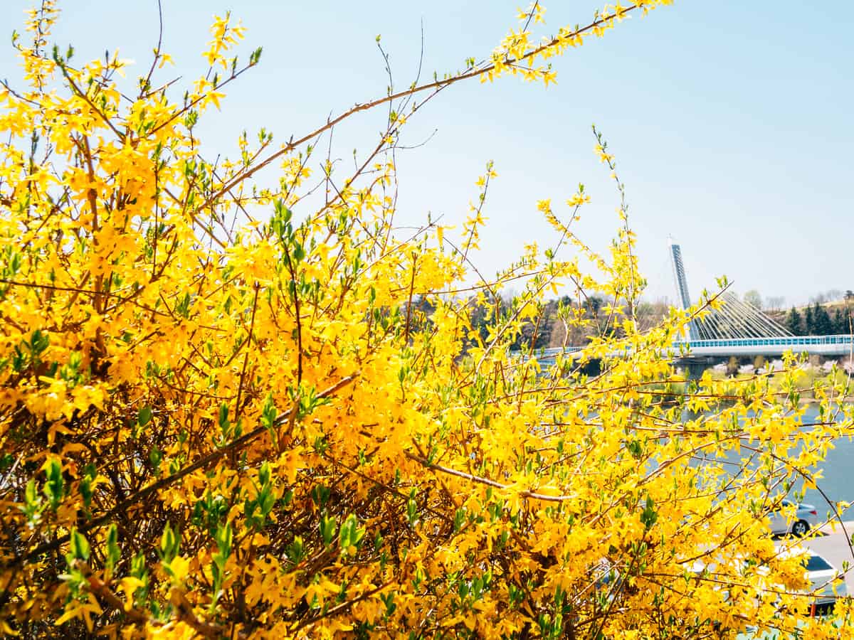 border forsythia has spectacular yellow blooms from late winter to early spring