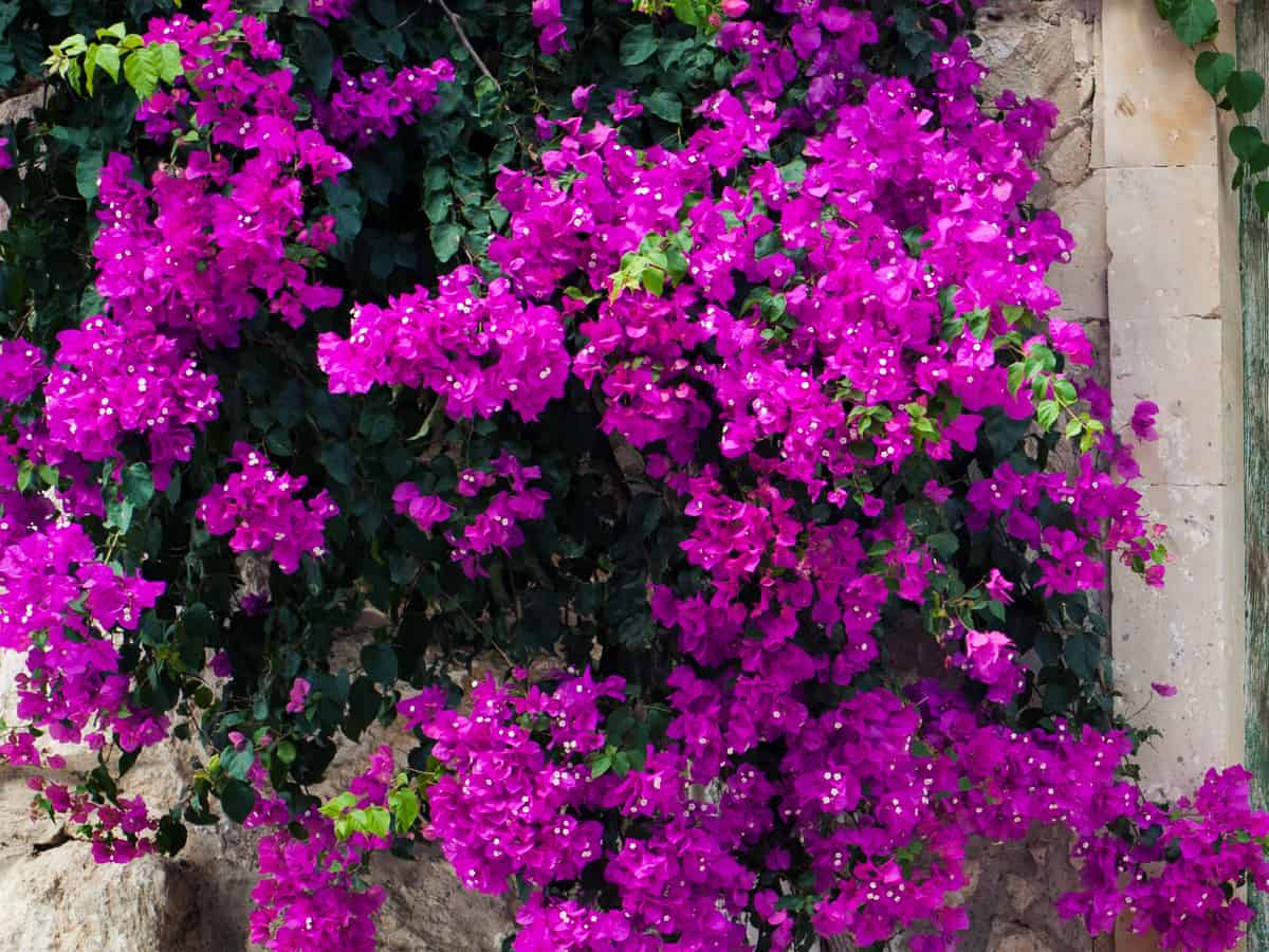 bougainvillea is a low maintenance flowering shrub