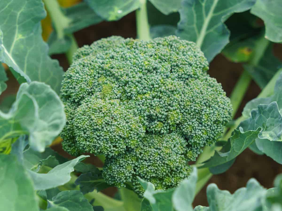 growing broccoli indoors requires at least 6 hours of sunlight a day