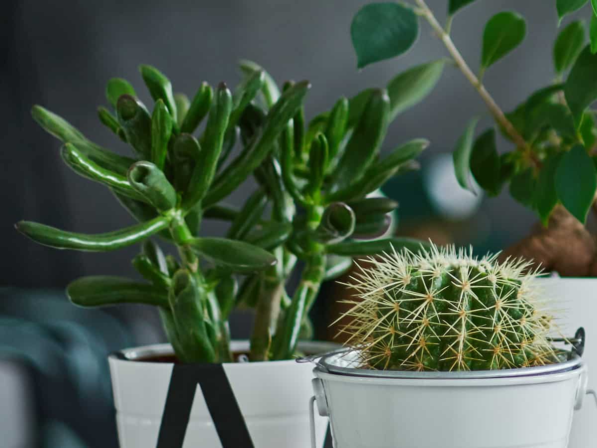 a cactus is the perfect easy-to-care-for office plant