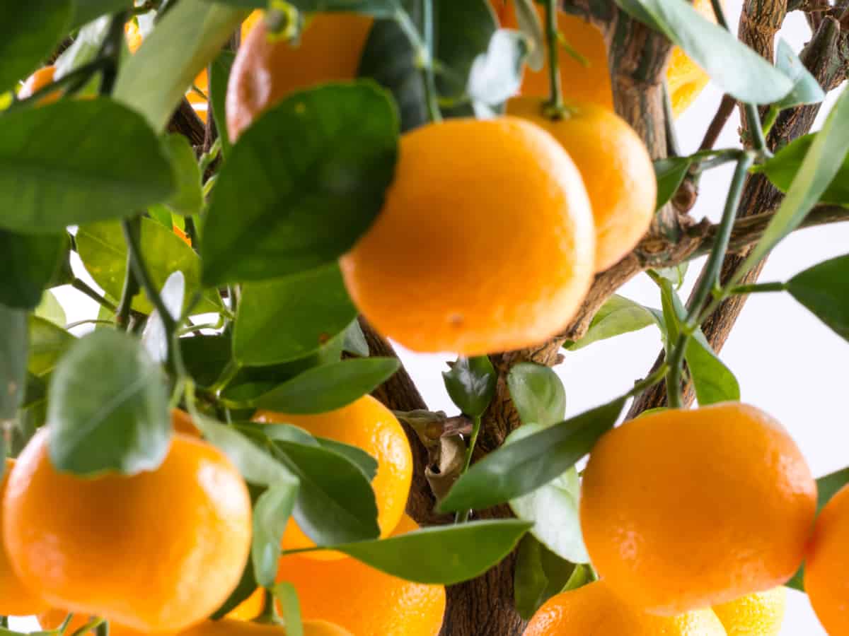 the Calamondin orange is a fast-growing, low-maintenance small tree